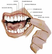 partes-dientes-2