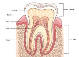 partes-dientes-4
